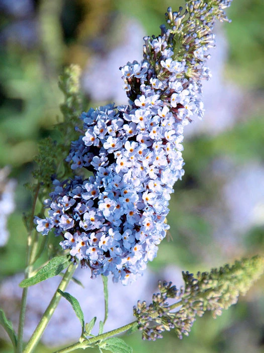 Buddleja Buzz-Hybride 'Sky Blue', Zwerg-Sommerflieder Buddleja Buzz-Hybride 'Sky Blue', Zwerg-Sommerflieder -Gartenausstattergeschäft buddleja sky