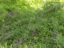 Lespedeza Thunbergii, Thunbergs Buschklee -Gartenausstattergeschäft buschklee wuchs 1280x1280