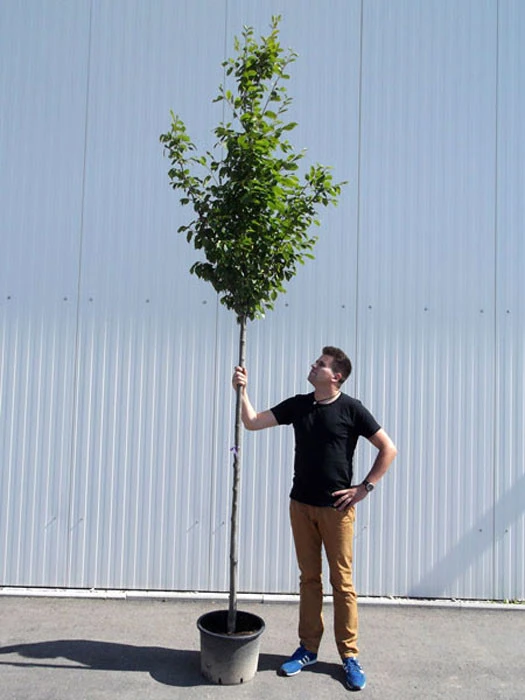 Carpinus betulus, Hainbuche, Weißbuche - Hochstamm Carpinus Betulus, Hainbuche, Weißbuche - Hochstamm -Gartenausstattergeschäft carpinus betulus