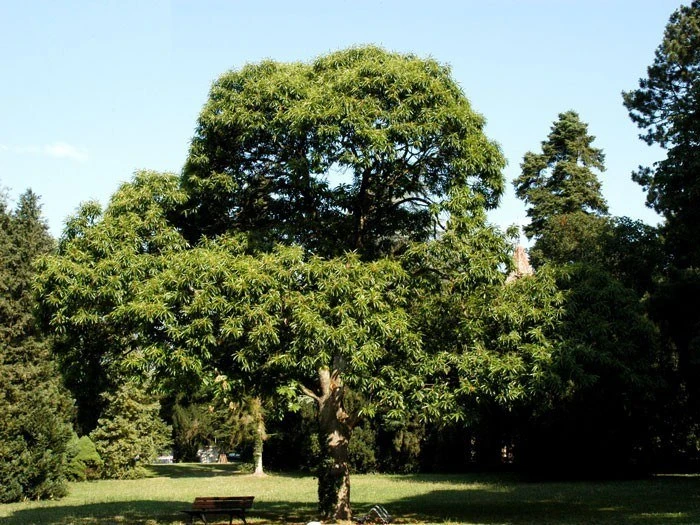 Marone, Edelkastanie, Esskastanie Marone, Edelkastanie, Esskastanie -Gartenausstattergeschäft castanea
