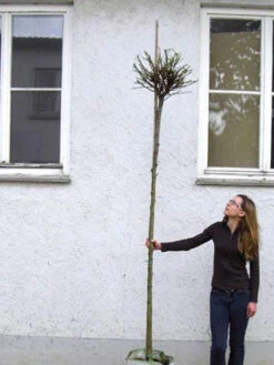 Catalpa Bignonioides Nana, Kugel-Trompetenbaum - Hochstamm -Gartenausstattergeschäft catalpa nana hochstamm 1280x1280