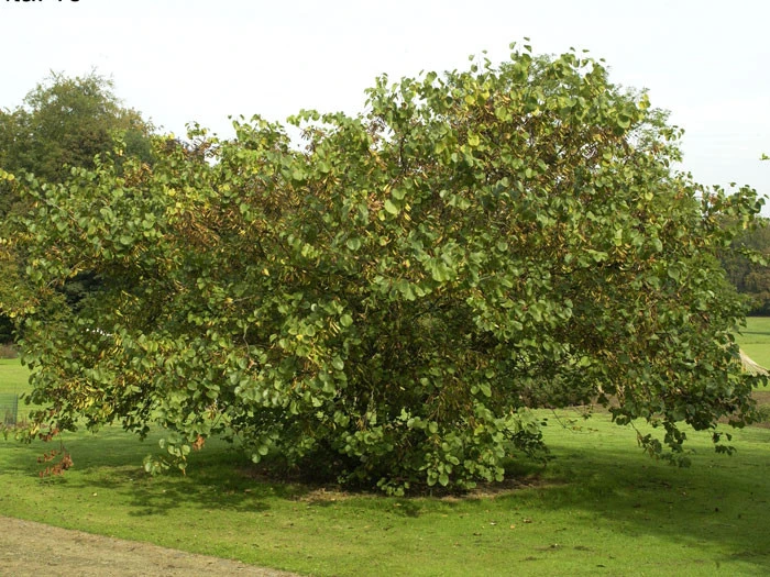 Cercis siliquastrum, Judasbaum Cercis Siliquastrum, Judasbaum -Gartenausstattergeschäft ceris