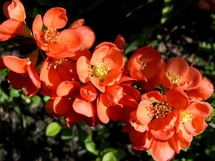 Nordische Zitrone, essbare Zierquitte Nordische Zitrone, Essbare Zierquitte -Gartenausstattergeschäft chaenomeles cido