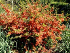 Nordische Zitrone, Essbare Zierquitte 2 Nordische Zitrone, Essbare Zierquitte -Gartenausstattergeschäft chaenomeles cido 1280x1280