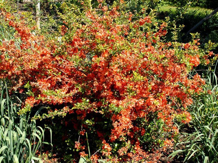 Nordische Zitrone, essbare Zierquitte Nordische Zitrone, Essbare Zierquitte -Gartenausstattergeschäft chaenomeles