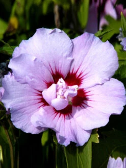 Hibiscus Syriacus 'Souvenir De Charles Breton', Hibiskus