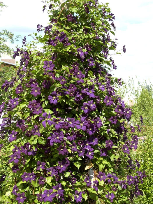 Clematis viticella 'Etoile Violette' Clematis Viticella 'Etoile Violette' -Gartenausstattergeschäft clematis etoile