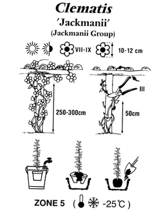 Clematis Jackmanii Clematis Jackmanii -Gartenausstattergeschäft clematis