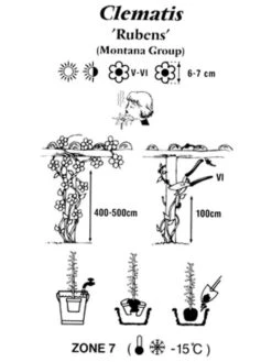 Clematis Montana 'Rubens', Anemonenwaldrebe -Gartenausstattergeschäft clematis montana rubens 1280x1280