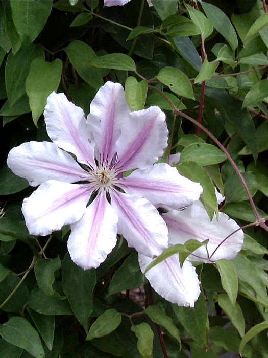 Clematis 'Nelly Moser' Clematis 'Nelly Moser' -Gartenausstattergeschäft clematis nelly moser