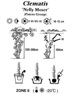 Clematis 'Nelly Moser' 2 Clematis 'Nelly Moser' -Gartenausstattergeschäft clematis nelly moser 1280x1280