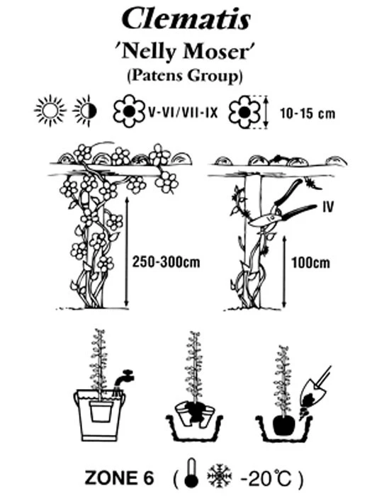 Clematis 'Nelly Moser' Clematis 'Nelly Moser' -Gartenausstattergeschäft clematis nelly