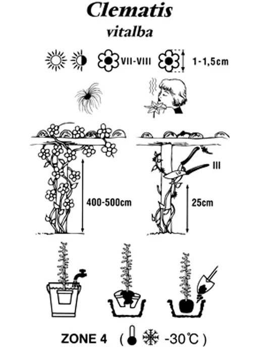 Clematis vitalba, Gemeine Waldrebe Clematis Vitalba, Gemeine Waldrebe -Gartenausstattergeschäft clematis