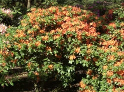 Rhododendron Luteum 'Coccinea Speciosa', Sommergrüne Japanische Gartenazalee 2 Rhododendron Luteum 'Coccinea Speciosa', Sommergrüne Japanische Gartenazalee -Gartenausstattergeschäft coccinea speciosa 1280x1280