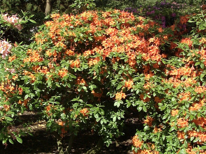 Rhododendron luteum 'Coccinea Speciosa', Sommergrüne japanische Gartenazalee Rhododendron Luteum 'Coccinea Speciosa', Sommergrüne Japanische Gartenazalee -Gartenausstattergeschäft coccinea