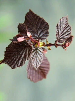 Corylus Avellana 'Red Majestic', Rotblättriger Korkenzieherhasel