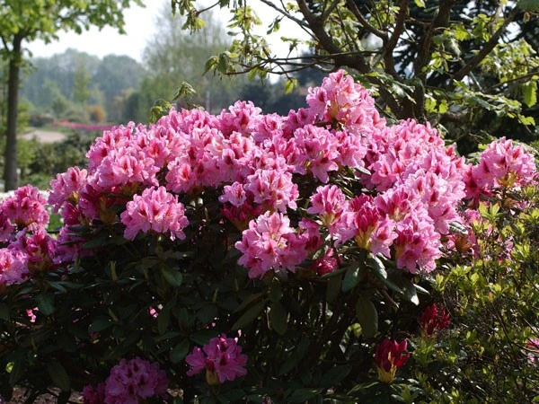 Rhododendron 'Cosmopolitan' Rhododendron 'Cosmopolitan' -Gartenausstattergeschäft cosmopolitan