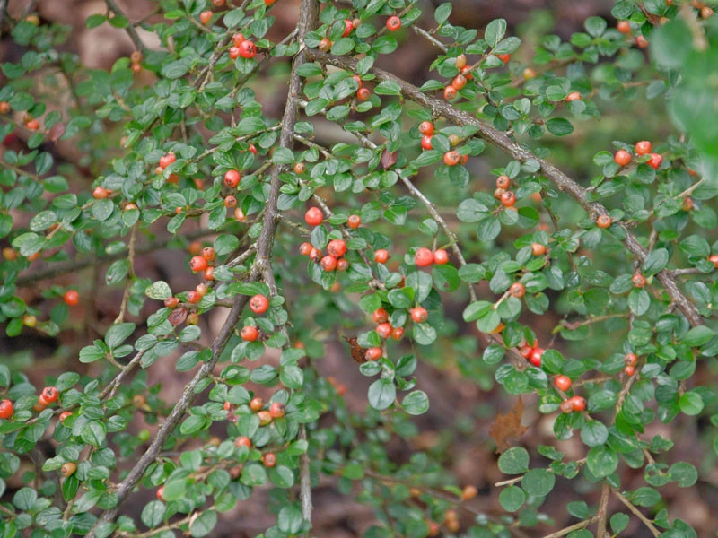 Cotoneaster divaricatus, Sparrige Zwergmispel Cotoneaster Divaricatus, Sparrige Zwergmispel -Gartenausstattergeschäft cotoneaster