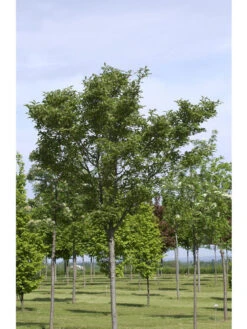 Crataegus Lavallei 'Carrierei', Lederblättriger Weißdorn - Hochstamm 2 Crataegus Lavallei 'Carrierei', Lederblättriger Weißdorn - Hochstamm -Gartenausstattergeschäft crataegus x lavallei carrie 1280x1280