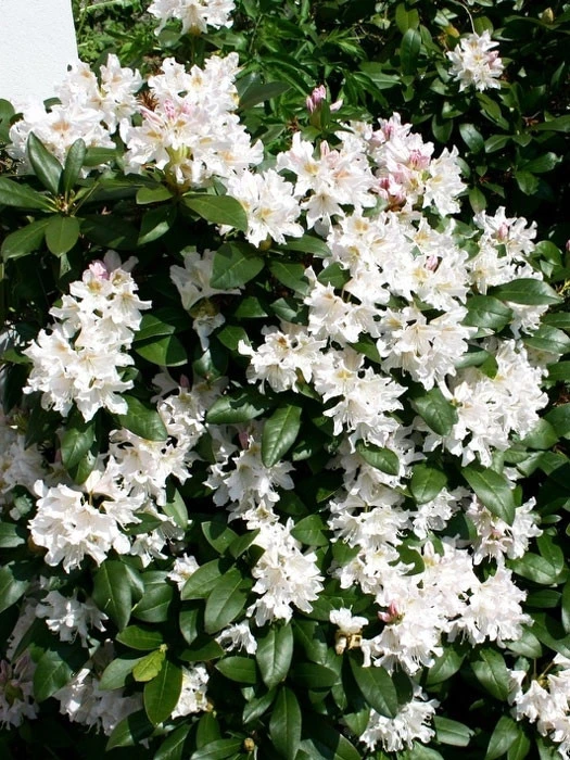 Rhododendron 'Cunningham's White' Rhododendron 'Cunningham's White' -Gartenausstattergeschäft cunninghams white