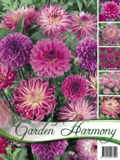 Sortiment Dahlien In Rosa (Art.Nr. 522430)