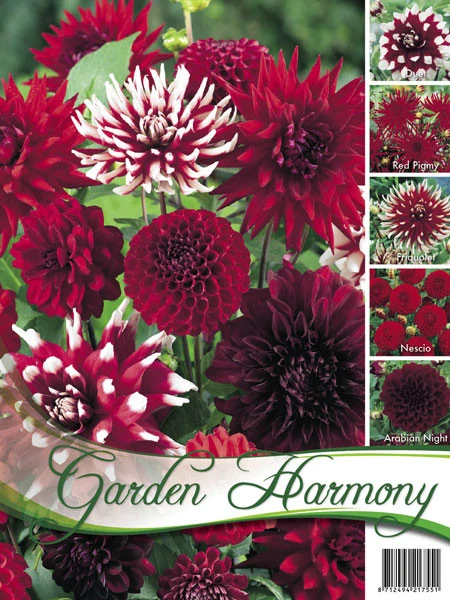 Sortiment Dahlien in rot (Art.Nr. 522436) Sortiment Dahlien In Rot (Art.Nr. 522436) -Gartenausstattergeschäft