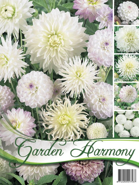 Sortiment Dahlien in weiß (Art.Nr. 522432) Sortiment Dahlien In Weiß (Art.Nr. 522432) -Gartenausstattergeschäft
