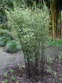 Fargesia Jiuzhaigou 'Deep Purple', Jade Bambus, Rothalmiger Schirm-Bambus 6 Fargesia Jiuzhaigou 'Deep Purple', Jade Bambus, Rothalmiger Schirm-Bambus -Gartenausstattergeschäft deep purple bambus 1280x1280