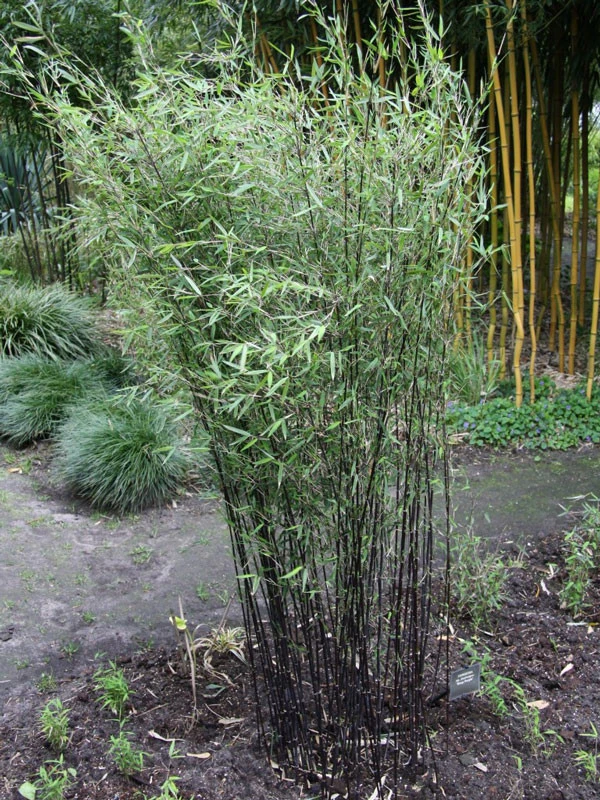 Fargesia jiuzhaigou 'Deep Purple', Jade Bambus, rothalmiger Schirm-Bambus Fargesia Jiuzhaigou 'Deep Purple', Jade Bambus, Rothalmiger Schirm-Bambus -Gartenausstattergeschäft deep purple