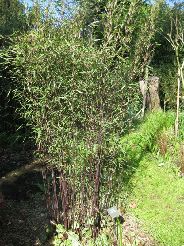 Fargesia jiuzhaigou 'Deep Purple', Jade Bambus, rothalmiger Schirm-Bambus Fargesia Jiuzhaigou 'Deep Purple', Jade Bambus, Rothalmiger Schirm-Bambus -Gartenausstattergeschäft deep purple