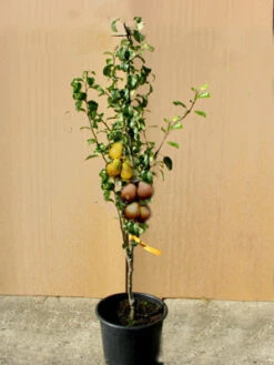 Duo-Birnbaum - Williams Christ Und Gute Luise