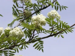 Sorbus Aucuparia 'Edulis', Mährische (essbare) Eberesche 2 Sorbus Aucuparia 'Edulis', Mährische (essbare) Eberesche -Gartenausstattergeschäft edulis bluete55599f322c826 1280x1280