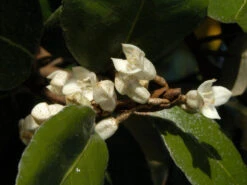 Elaeagnus Ebbingei, Wintergrüne Ölweide -Gartenausstattergeschäft elaeagnus ebbingei bluete59e73723b3eb7 1280x1280
