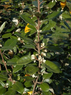 Elaeagnus Ebbingei, Wintergrüne Ölweide -Gartenausstattergeschäft elaeagnus ebbingei zweig59e7372c72773 1280x1280