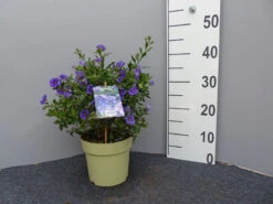 Solanum Rantonnetii, Solanum, Enzianstrauch -Gartenausstattergeschäft enzianstrauch gross 1 1280x1280