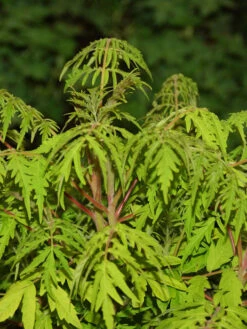 Rhus Typhina 'Tiger Eyes', Essigbaum