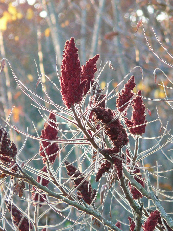 Rhus typhina 'Tiger Eyes', Essigbaum Rhus Typhina 'Tiger Eyes', Essigbaum -Gartenausstattergeschäft essigbaum tiger