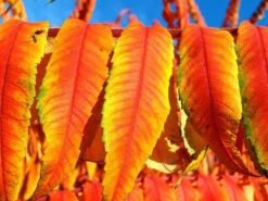 Rhus Typhina 'Tiger Eyes', Essigbaum 3 Rhus Typhina 'Tiger Eyes', Essigbaum -Gartenausstattergeschäft essigbaum tiger orange 1280x1280