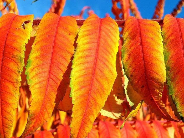 Rhus typhina 'Tiger Eyes', Essigbaum Rhus Typhina 'Tiger Eyes', Essigbaum -Gartenausstattergeschäft essigbaum tiger