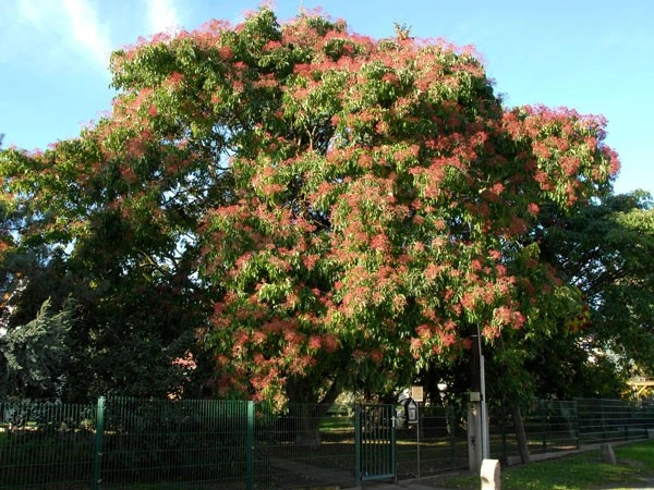 Euodia hupehensis, Tetradium hupehensis Honigesche, Bienenbaum Euodia Hupehensis, Tetradium Hupehensis Honigesche, Bienenbaum -Gartenausstattergeschäft euodium