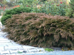 Microbiota Decussata, Fächer-Wacholder -Gartenausstattergeschäft faecher wacholder 1280x1280