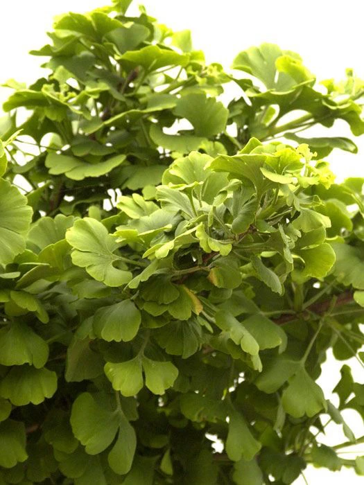 Ginkgo biloba Mariken, Kugel-Ginkgo - Hochstamm Ginkgo Biloba Mariken, Kugel-Ginkgo - Hochstamm -Gartenausstattergeschäft faecherblattbaum