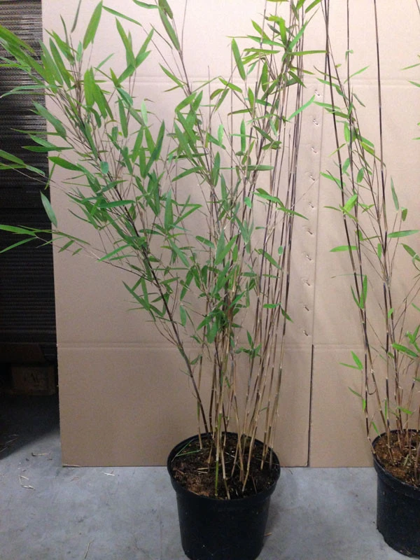 Fargesia nitida 'Black Pearl' - Glänzender Schirm-Bambus Fargesia Nitida 'Black Pearl' - Glänzender Schirm-Bambus -Gartenausstattergeschäft fargesia nitida black