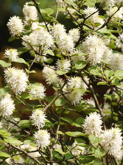 Fothergilla major, Federbuschstrauch Fothergilla Major, Federbuschstrauch -Gartenausstattergeschäft federbuschstrauch