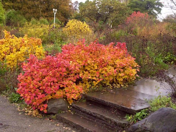 Fothergilla major, Federbuschstrauch Fothergilla Major, Federbuschstrauch -Gartenausstattergeschäft federbuschstrauch