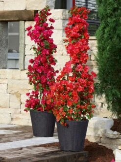 Pflanzkübel Geflecht-Dekor -Gartenausstattergeschäft flechtkuebel rund niedrig b 1280x1280