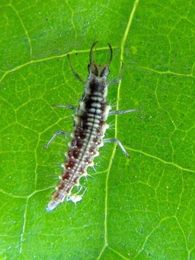 Florfliege (Art.Nr. KB4070) Florfliege (Art.Nr. KB4070) -Gartenausstattergeschäft