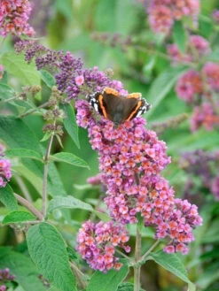 Buddleja Davidii 'Bicolor' (syn. Flower Power), Sommerflieder