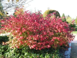 Euonymus Alatus, Flügel-Spindelstrauch -Gartenausstattergeschäft fluegel spindelstrauch 1280x1280