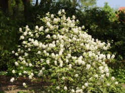 Fothergilla Major, Federbuschstrauch 2 Fothergilla Major, Federbuschstrauch -Gartenausstattergeschäft fothergilla major 1280x1280